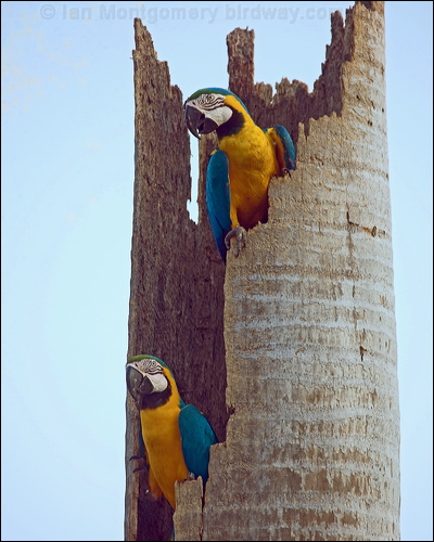 Blue and Yellow Macaw blue_yellow_macaw_206261.psd