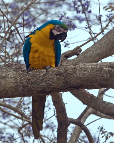 Blue and Yellow Macaw blue_yellow_macaw_206296.psd