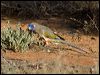 Click here to enter gallery and see photos of Blue Bonnet Parrot