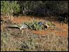 blue_bonnet_89730