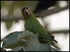 blue_crown_parakeet_203258
