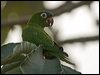 blue_crown_parakeet_203262
