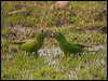 blue_crown_parakeet_203272