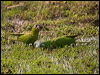 blue_crown_parakeet_203275