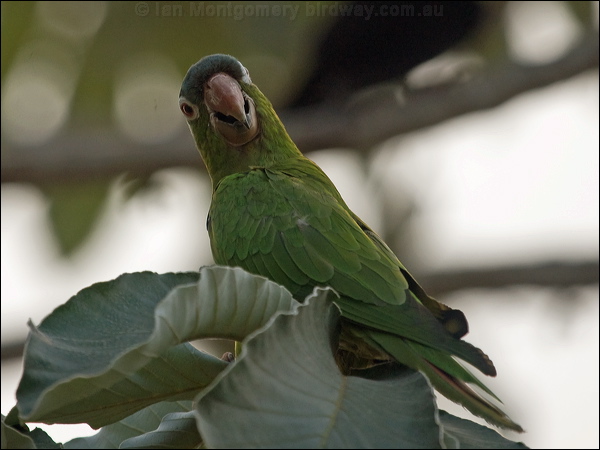 Blue-crowned Parakeet blue_crown_parakeet_203258.psd