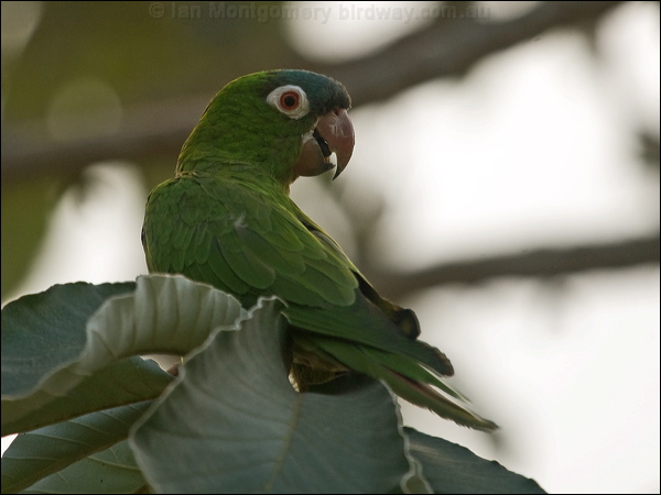 Blue-crowned Parakeet blue_crown_parakeet_203262.psd