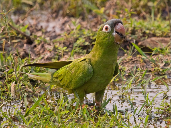 Blue-crowned Parakeet blue_crown_parakeet_203269.psd