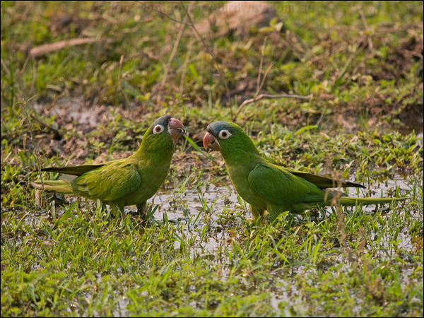 Blue-crowned Parakeet blue_crown_parakeet_203272.psd