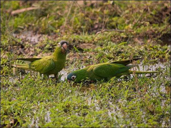 Blue-crowned Parakeet blue_crown_parakeet_203275.psd
