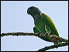blue_headed_parrot_23455
