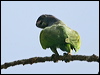 blue_headed_parrot_23461