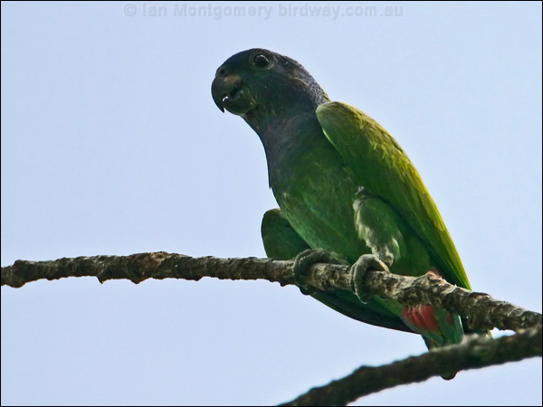 Blue-headed Parrot blue_headed_parrot_23455.psd