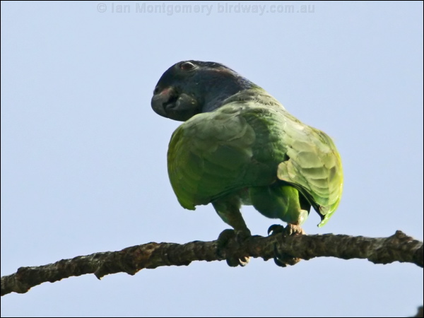 Blue-headed Parrot blue_headed_parrot_23461.psd