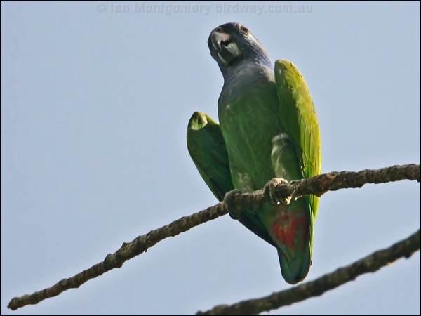 Blue-headed Parrot blue_headed_parrot_23472.psd