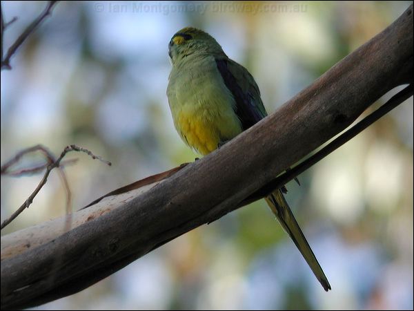 Blue-winged Parrot blue_winged_parrot_08865.psd