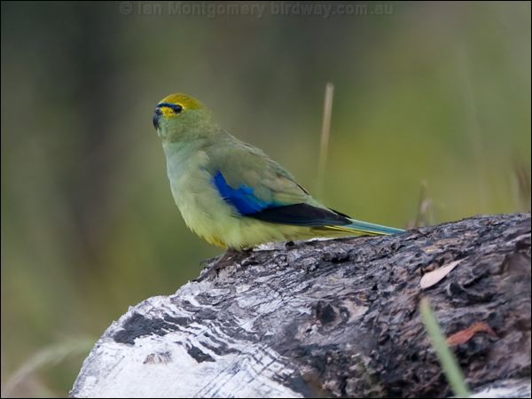 Blue-winged Parrot blue_winged_parrot_128726.psd