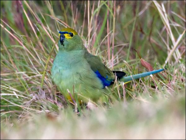 Blue-winged Parrot blue_winged_parrot_128742.psd