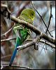 budgerigar_00345