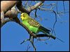budgerigar_00383