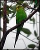 budgerigar_20632