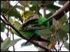 budgerigar_20658