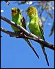 budgerigar_33399