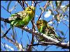 budgerigar_33427