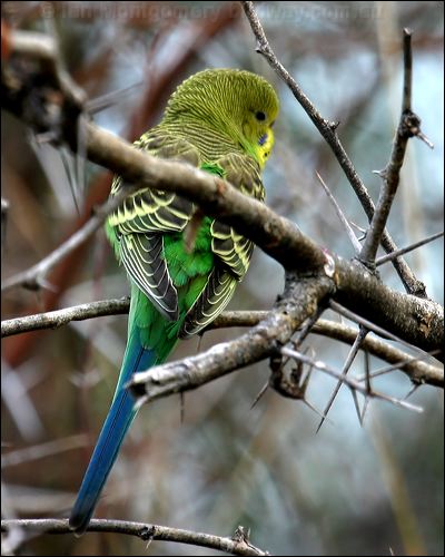 Budgerigar budgerigar_00345.psd