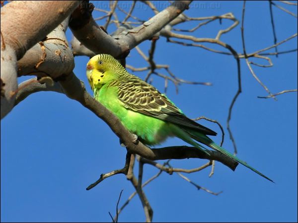 Budgerigar budgerigar_00383.psd