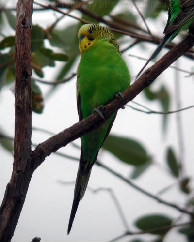 Budgerigar budgerigar_20632.psd