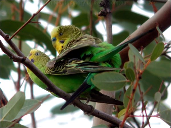 Budgerigar budgerigar_20658.psd