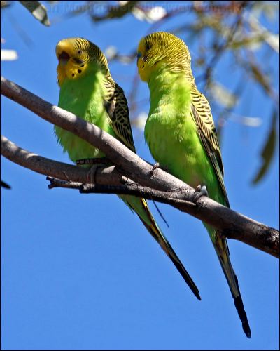 Budgerigar budgerigar_33399.psd