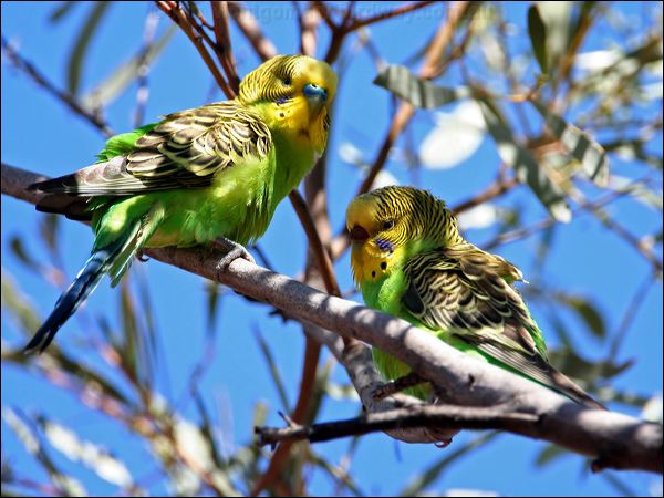 Budgerigar budgerigar_33427.psd