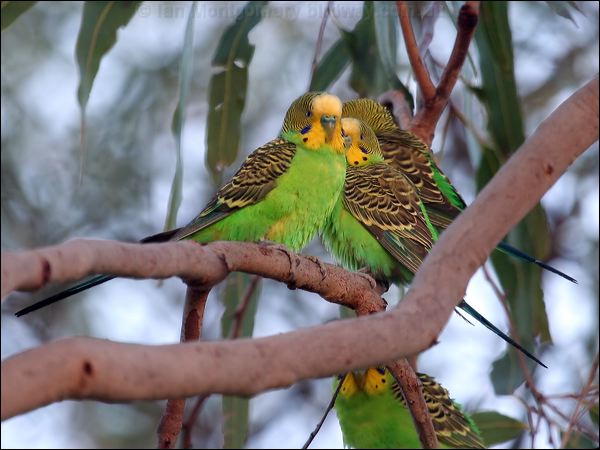 Budgerigar budgerigar_65816.psd