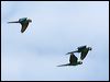 chestnutfrontedmacaw_26854