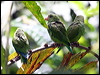 cobaltwingedparakeet_25955