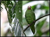 cobaltwingedparakeet_25971
