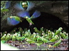 cobaltwingedparakeet_26002