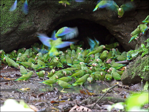 Cobalt-winged Parakeet cobaltwingedparakeet_25958.psd