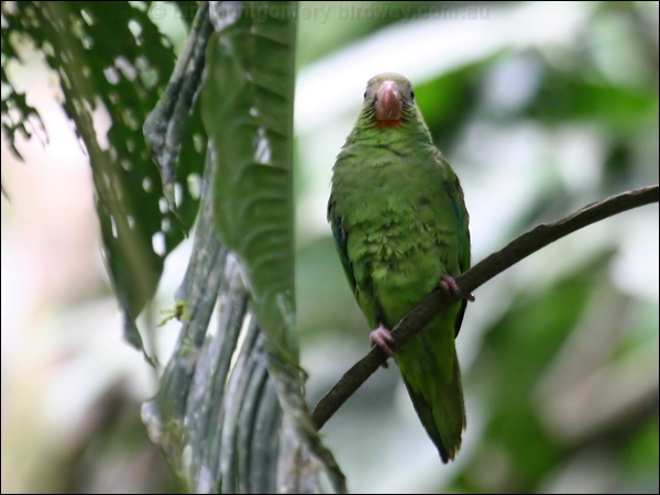 Cobalt-winged Parakeet cobaltwingedparakeet_25971.psd