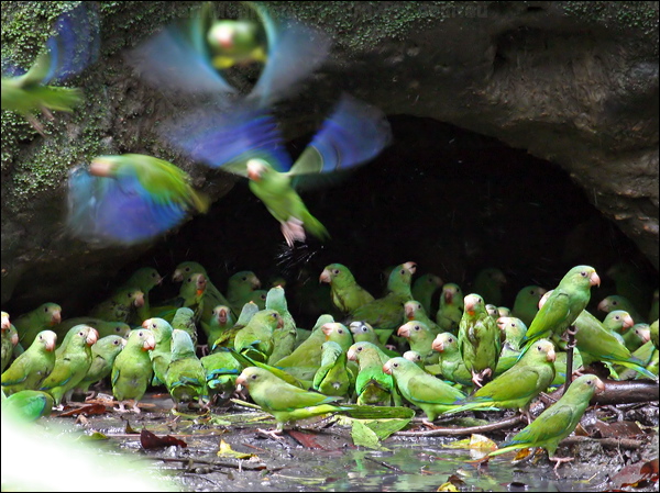 Cobalt-winged Parakeet cobaltwingedparakeet_26002.psd