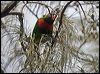 coconut_lorikeet_165326