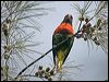 coconut_lorikeet_165333