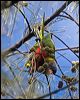 coconut_lorikeet_165343