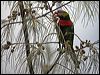 coconut_lorikeet_165355