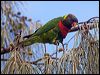 coconut_lorikeet_165397