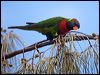coconut_lorikeet_165406