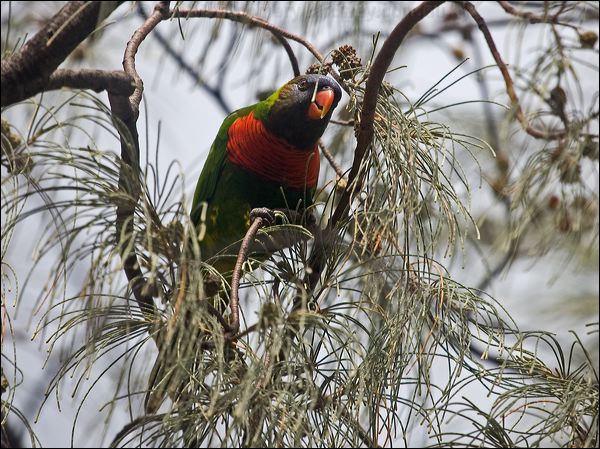 Coconut Lorikeet coconut_lorikeet_165326.psd