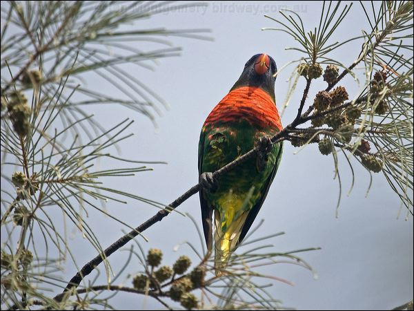 Coconut Lorikeet coconut_lorikeet_165333.psd