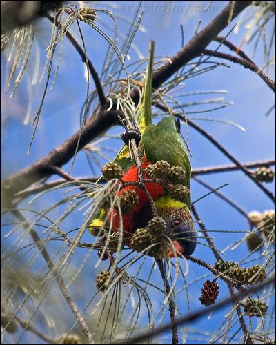Coconut Lorikeet coconut_lorikeet_165343.psd